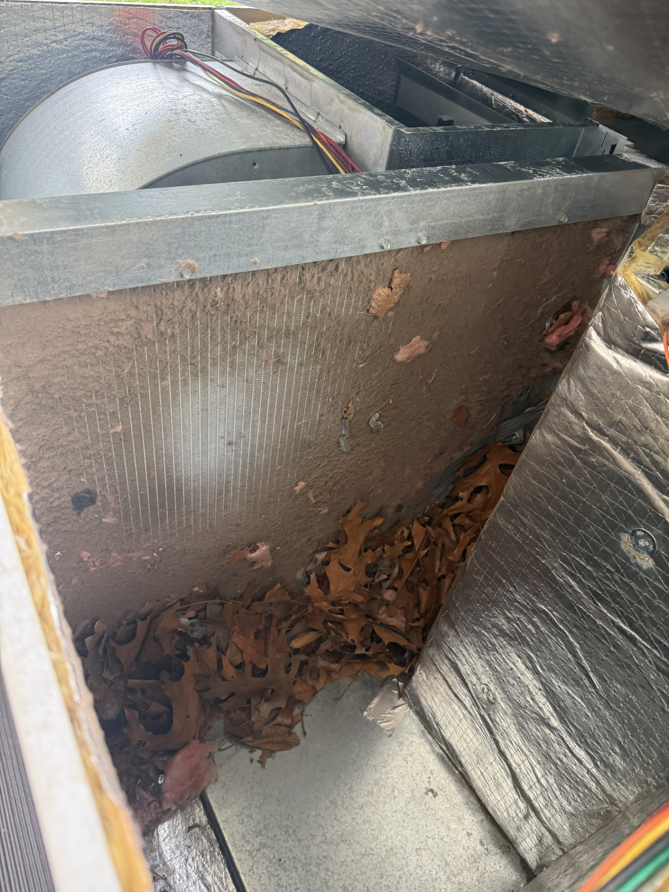 Leaves and debris found inside an HVAC blower compartment during inspection